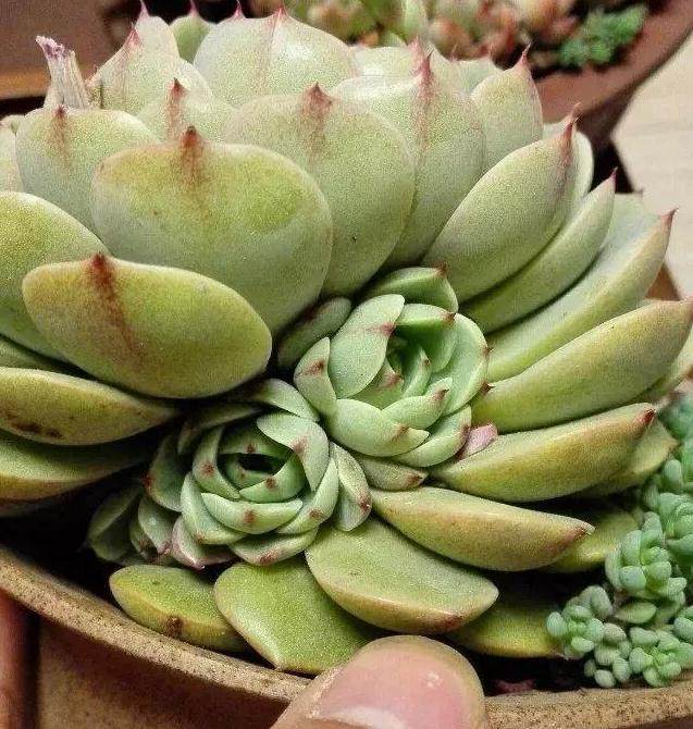 多肉|这样剪几下肉肉几天就能嗖嗖冒芽！