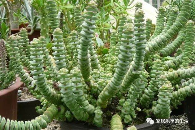 多肉钱串子这样养 又肥又壮长爆盆!