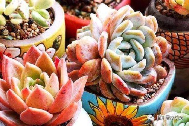  多肉养胖养美  有缺一不可的5个方法