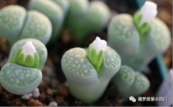 多肉生石花养护常犯得3种错误 你有做错吗？