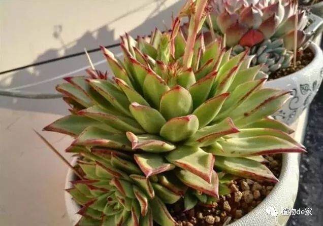 在冬季 多肉的血斑是冻出来的,靠谱吗?