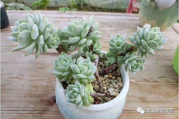 多肉静夜不小心养徒了 徒长易爆崽 多晒成老桩