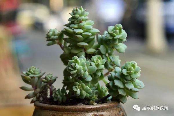 多肉静夜不小心养徒了 徒长易爆崽 多晒成老桩