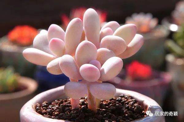 多肉叶片往下长是什么原因?不是水过多