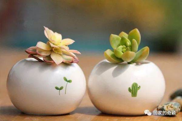 多肉叶片往下长是什么原因 不是水过多