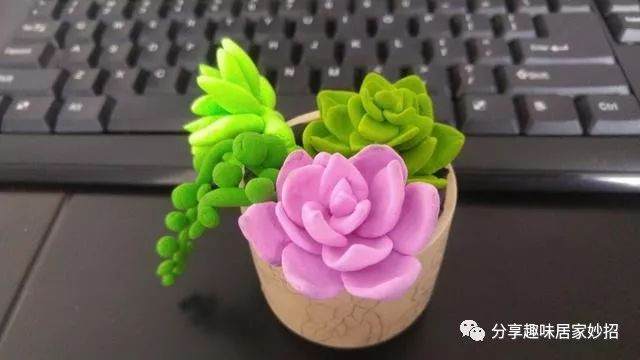 多肉落叶的三大理由 提前准备 再也不落叶了！