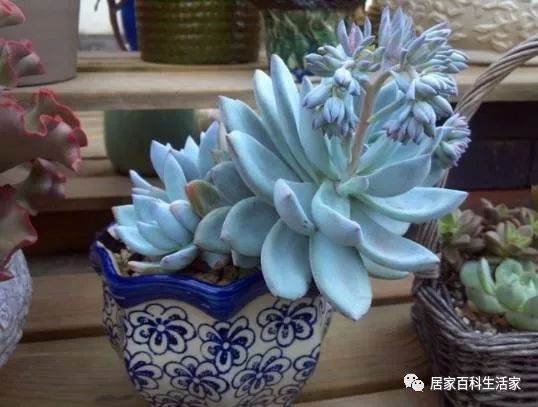 多肉霜之朝徒长 用这个方法 母株萌发多头