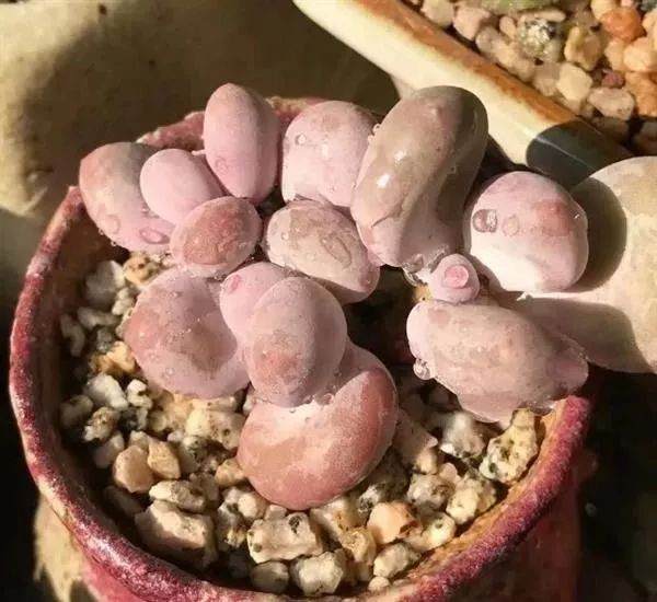 多肉养护6步走，室内照样养好肉