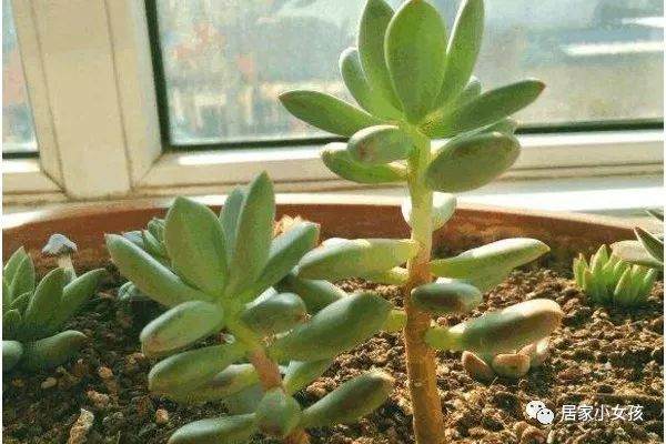 多肉浇水浇多了不要急 拿个小电扇吹一吹