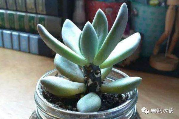 多肉浇水浇多了不要急 拿个小电扇吹一吹