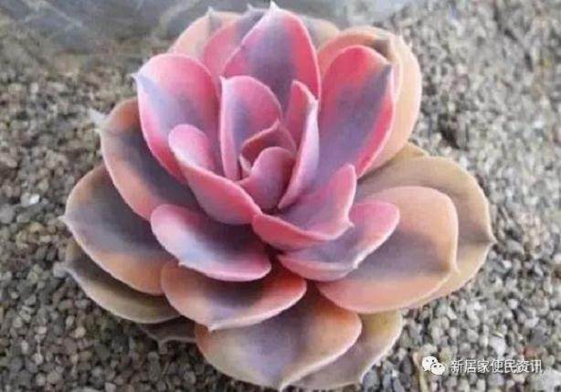 多肉叶子下翻是自己换叶?很多人都弄错了