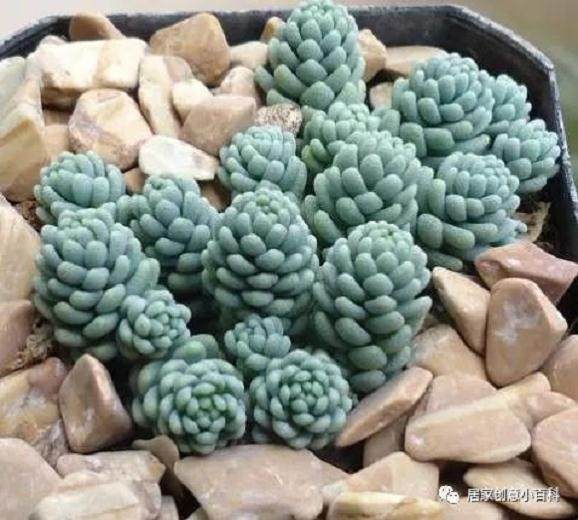 多肉姬星美人夏季 冬季的养护小方法