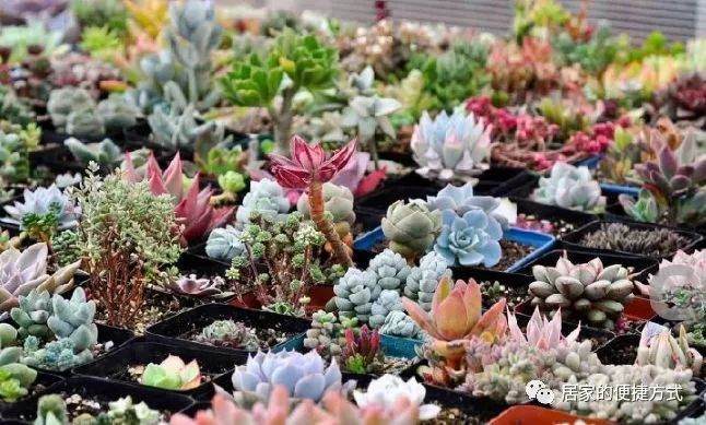 多肉绿龟之卵叶插方法,赶紧戳进来!