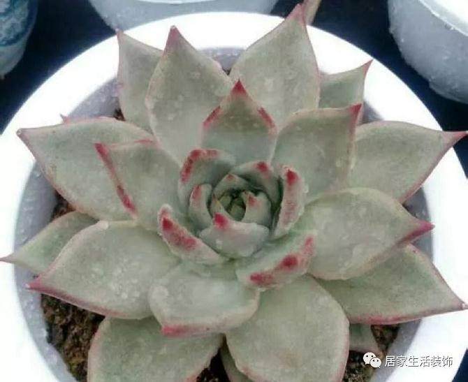 朱丽叶多肉在平时还要保证充足的光照