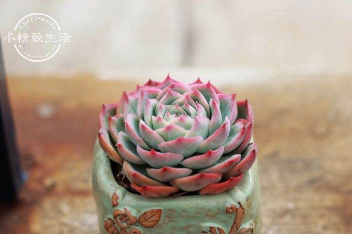 多肉冬天也会出现黑腐 是这2个地方的原因