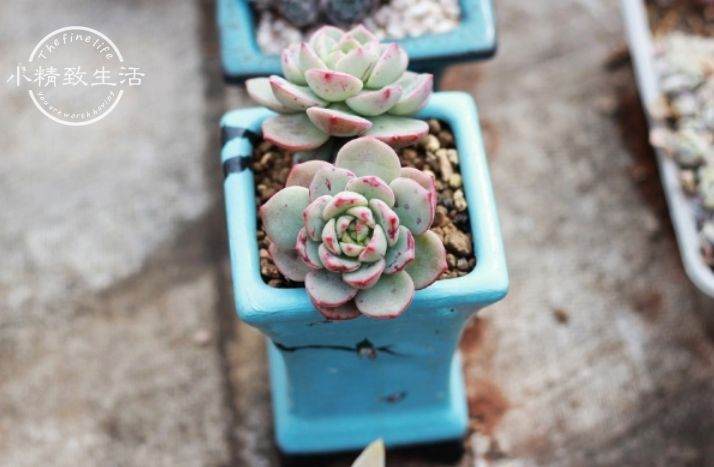 多肉冬天也会出现黑腐？是这2个地方的原因