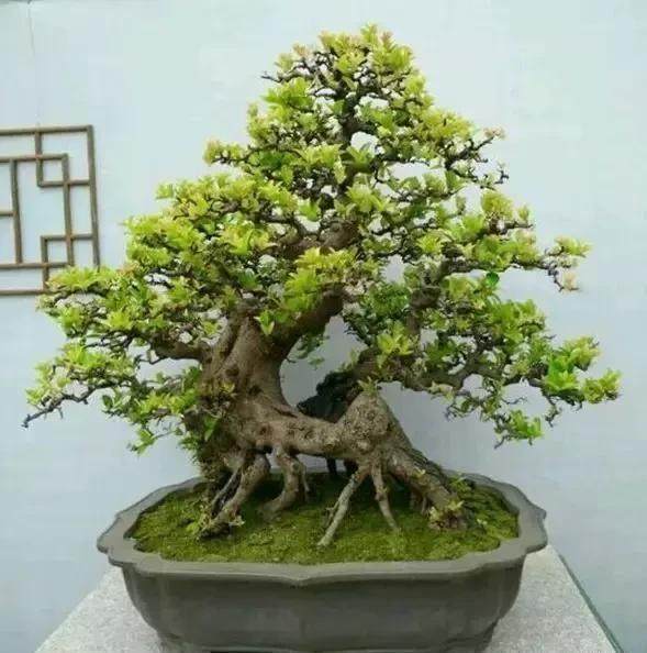 鬼斧神工赏盆景之十五:象形式盆景