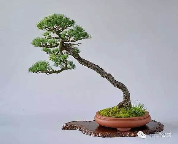 盆景是年龄增长而价值上升的艺术