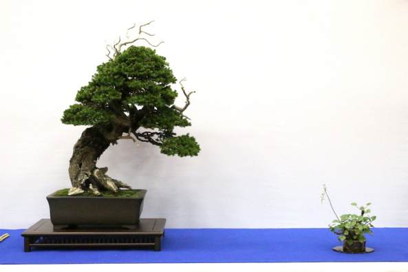 下面的质量照片是由盆景帝国的奥斯卡和视频提供的