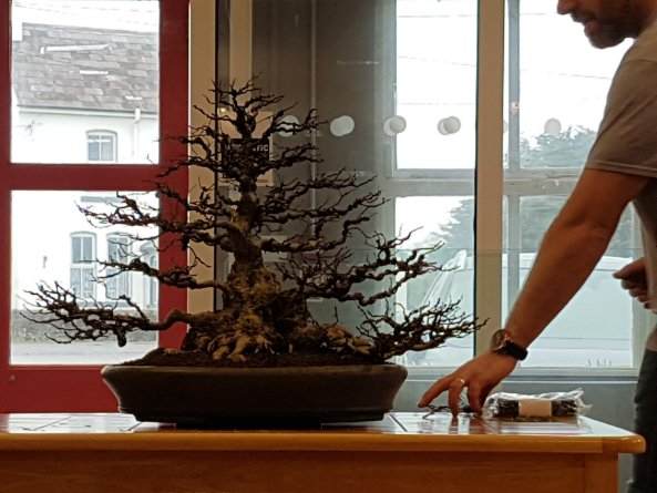 北方盆景到南方种植 最好沙藏 积蓄养分