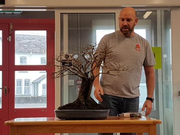 什么植物种类用于盆景是最好的？