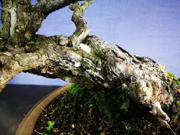 对日本白松盆景的造型过程