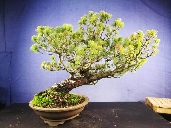 对日本白松盆景的造型过程