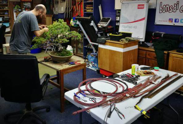 对日本白松盆景的造型过程