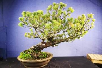 对日本白松盆景的造型过程