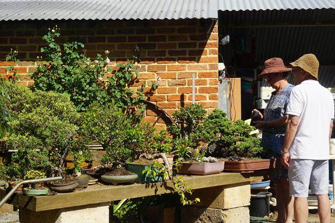 澳大利亚盆景俱乐部协会会长 -- 黛安娜