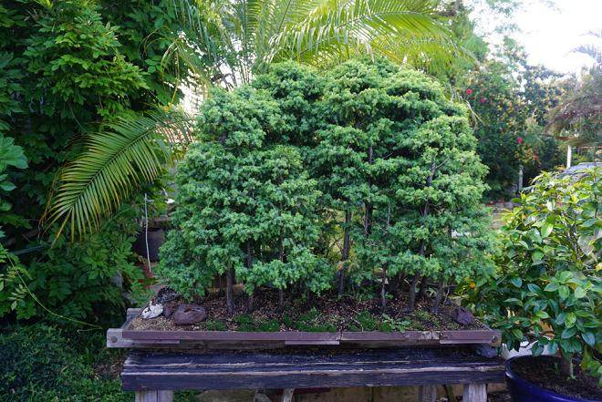 澳大利亚盆景俱乐部协会会长 -- 黛安娜