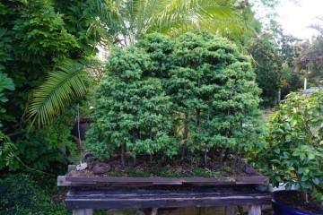 澳大利亚盆景俱乐部协会会长  黛安娜