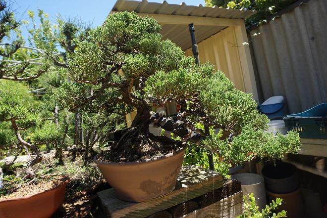 在西澳大利亚盆景协会的一个研讨会上