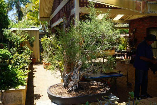 在西澳大利亚盆景协会的一个研讨会上