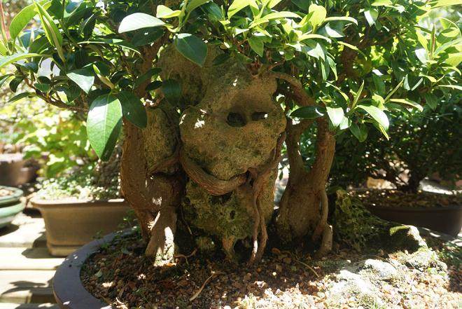 爱尔兰的Eejit盆景在2018年