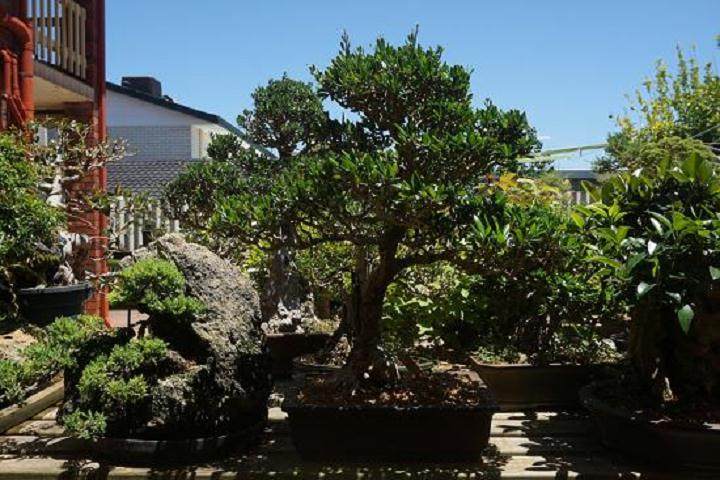 月季石榴盆景养护与管理