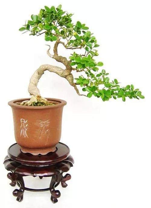 黄杨盆景怎么养，有什么特点？