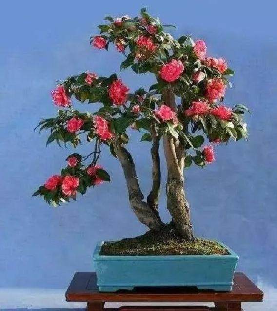 如何挑选个性创意颜值都在线的盆景呢?