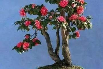 如何挑选个性创意颜值都在线的盆景呢？