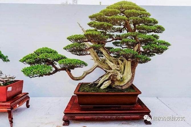 盆景制作入门的几个必要步骤 你都了解么？