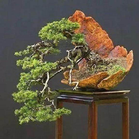 松树盆景的造型方法 一秒让你变大师