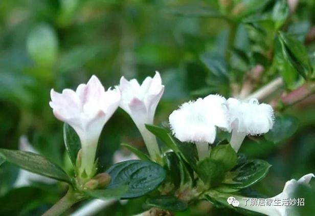 六月雪盆景的养护 什么时间种植比较合适?