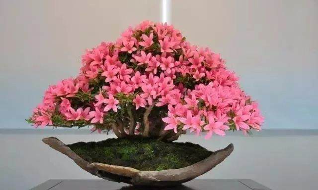 让盆景快速成型的三大方法与方法