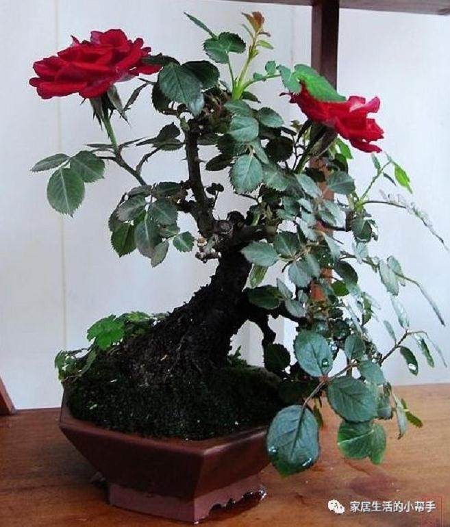 养活老桩是制作月季盆景造型的一种