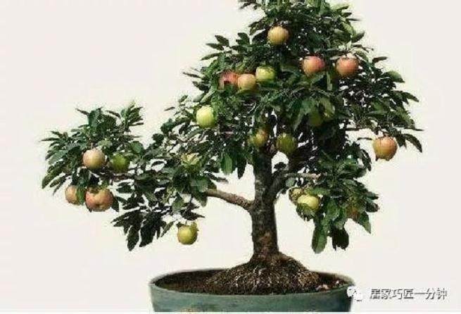 调节均衡苹果盆景多花多果采用方法分享