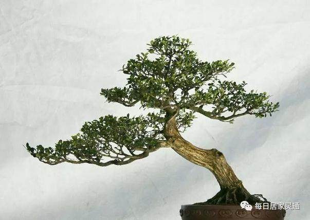 教你制作天价黄杨盆景 来看看吧!