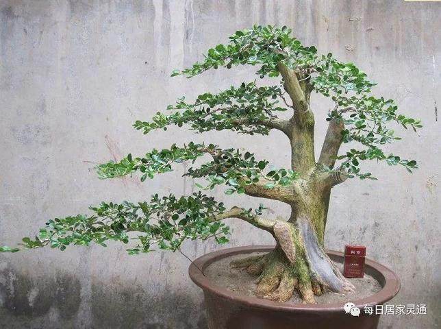 教你制作天价黄杨盆景 来看看吧!