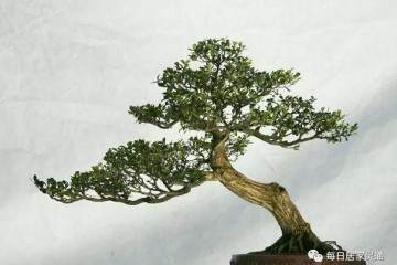 黄杨老桩盆景采挖时间最好为春季发芽前