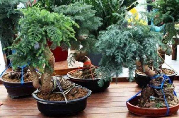 澳洲杉盆景的养殖方法和注意事项