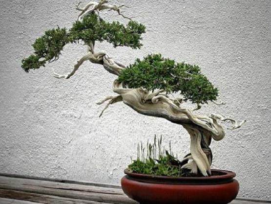 养殖真柏盆景时 学会这3个修剪方法